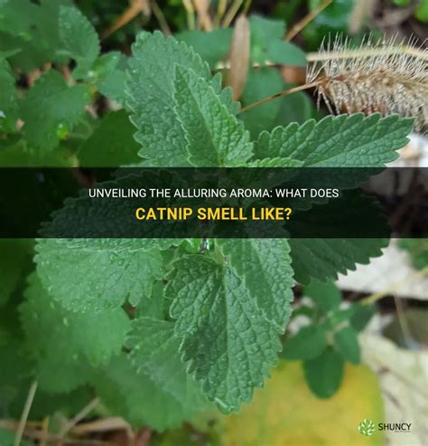 does fresh catnip smell like mint