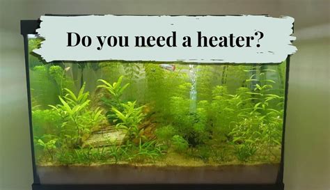 does freshwater fish tank need heater