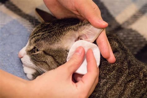 does frontline kill ear mites in cats