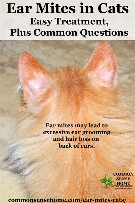 does frontline kill ear mites in cats