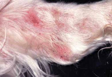 does frontline kill scabies on dogs