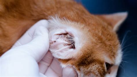 does frontline treat ear mites in cats