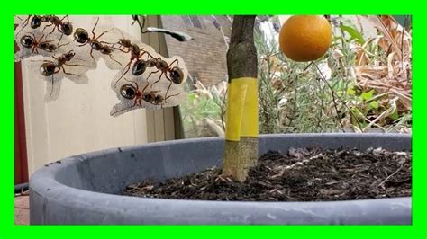 Does Fruit Tree Grease Stop Ants
