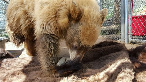 Does Fur Help Keep Animals Cool