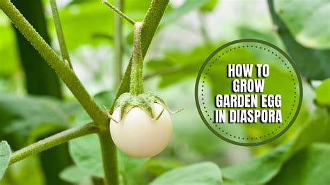 Does Garden Egg Burn Fat