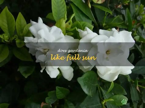Does Gardenia Need Full Sun