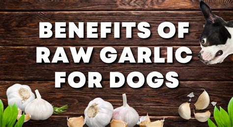 Does Garlic Cure Dogs