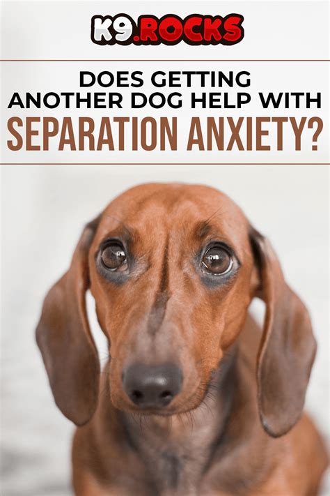 Does Getting A Second Dog Help With Anxiety