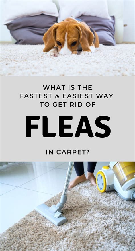 does getying rid of carpet get rid of fleas