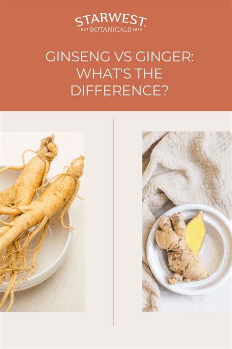Does Ginger Have Ginseng