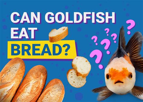 Does Goldfish Eat Bread Crumbs