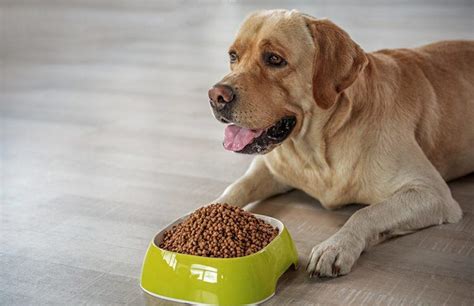 does grain free dog food cause weight loss
