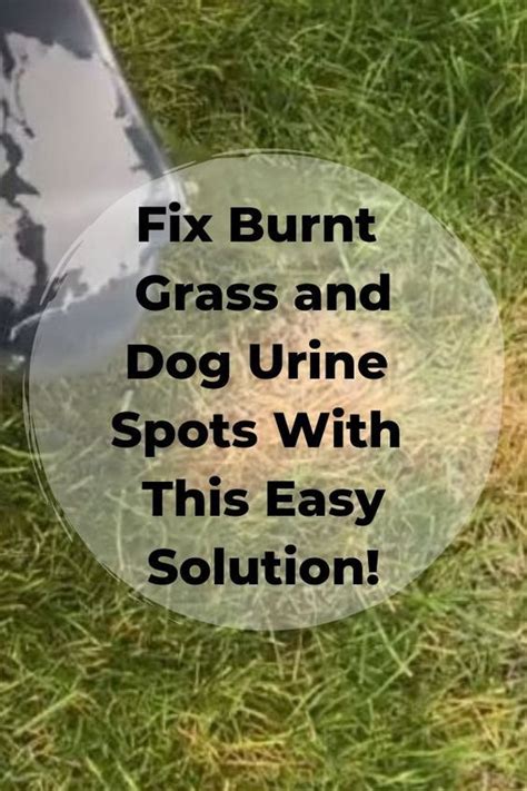 does grass die from dog urine