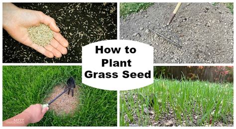 Does Grass Seed Grow In Patches
