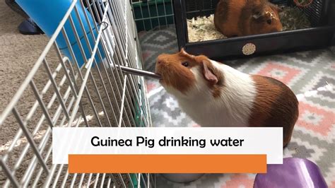 does guinea pigs drink a lot of water