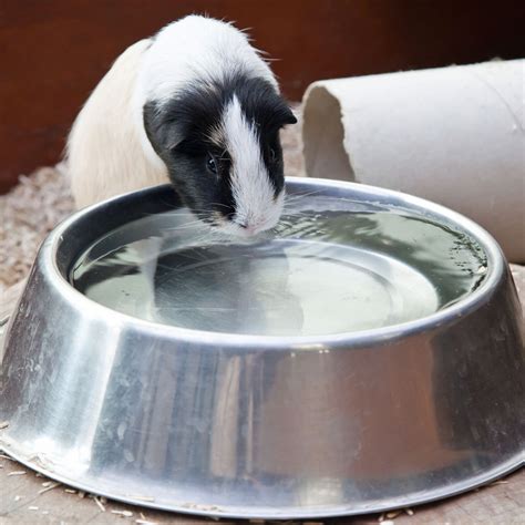 does guinea pigs drink water out of a bowl