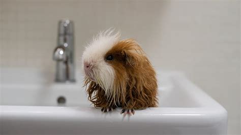 Does Guinea Pigs Take Baths