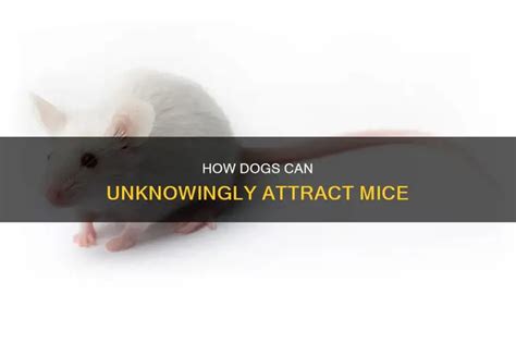 Does Having A Dog Attract Mice