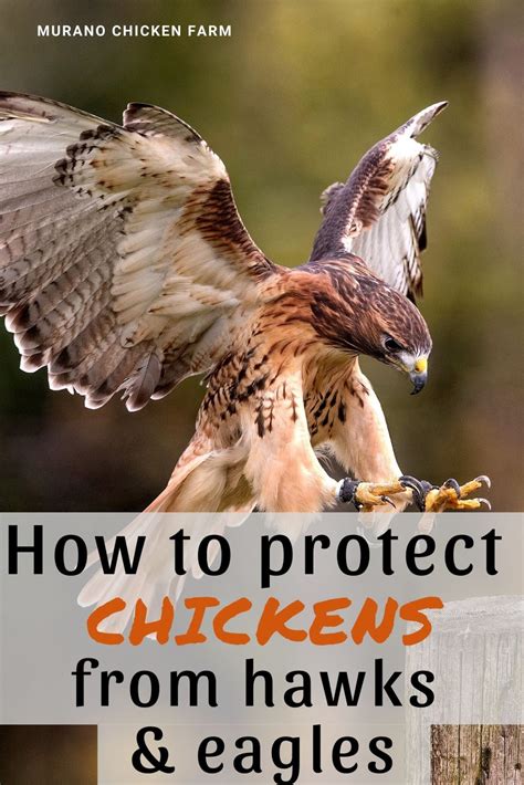 Does Hawk Kill Chickens