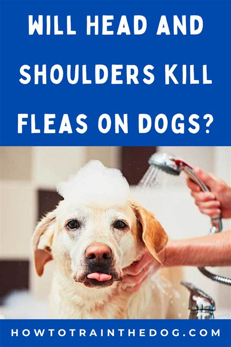 does head and shoulders kill fleas