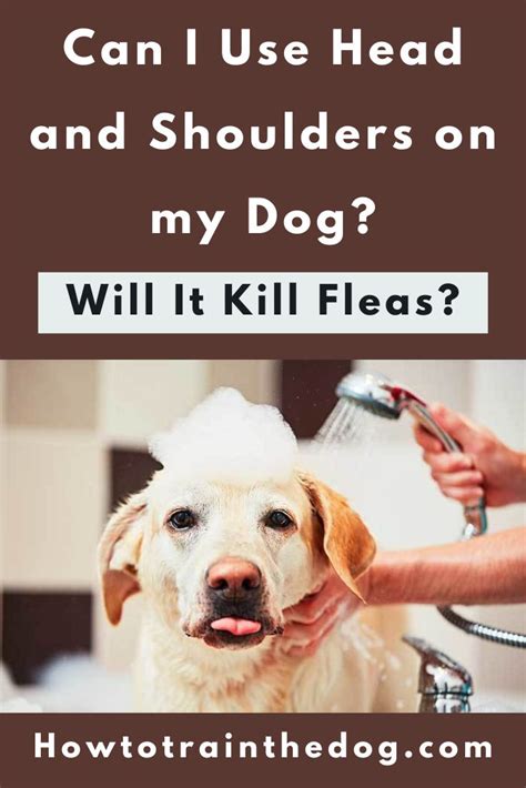 does head and shoulders kill fleas