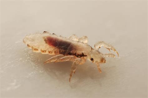 does head lice live in carpet