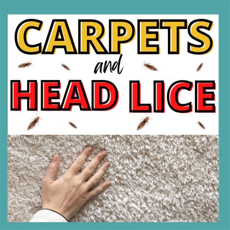 does head lice live in carpet