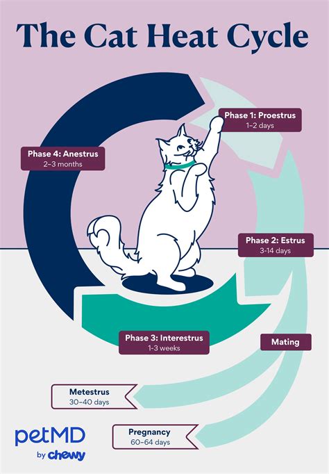 Does Heat Affect Kittens? How Cats Handle High Temperatures Safely