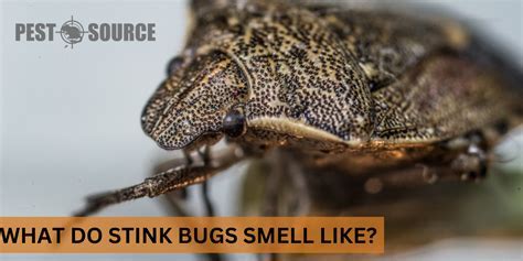 Does Heat Attract Stink Bugs