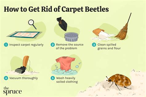 does heat kill carpet beetle larvae