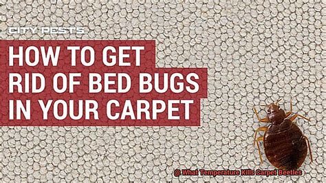 does heat kill carpet beetles