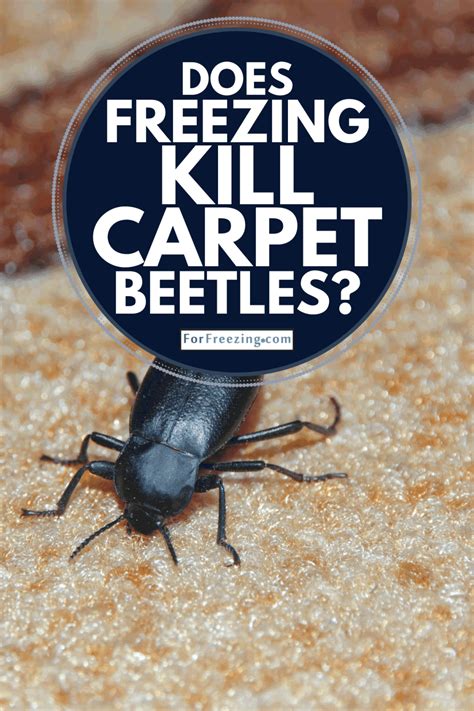 does heat kill carpet bettle level