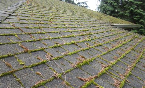 does heat kill moss on the roof