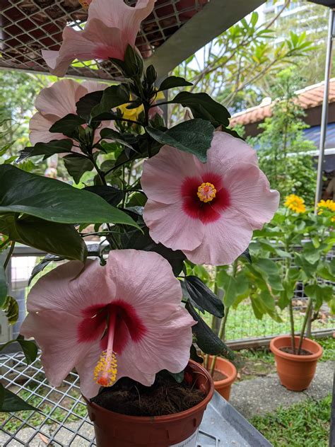 Does Hibiscus Bloom All Summer