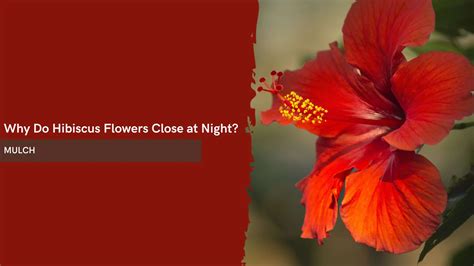 does hibiscus flowers close at night
