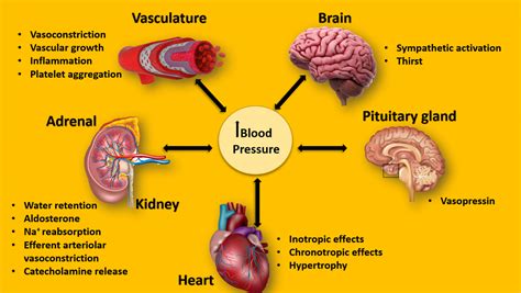 Does High Blood Pressure Kill Brain Cells