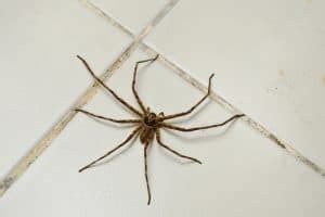 Does Hoovering Up A Spider Kill It