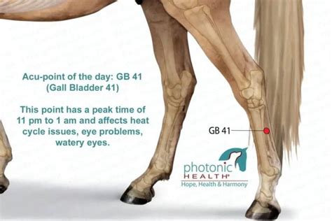does horse have gallbladder