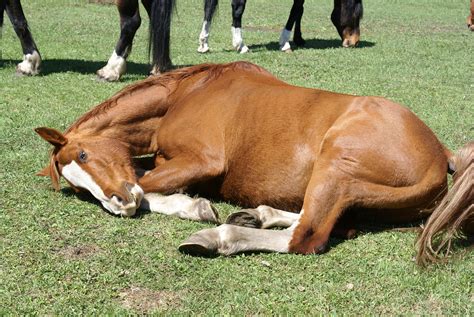 does horses sleep sitting down or lay down