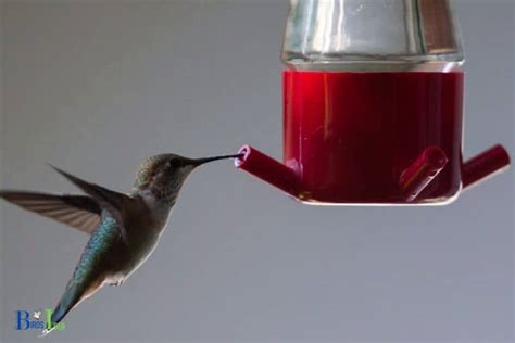 The Sweet Mystery: Do Vibrant Hummingbird Nectars Evade Evaporation?
