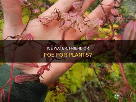Does Ice Cold Water Kill Plants