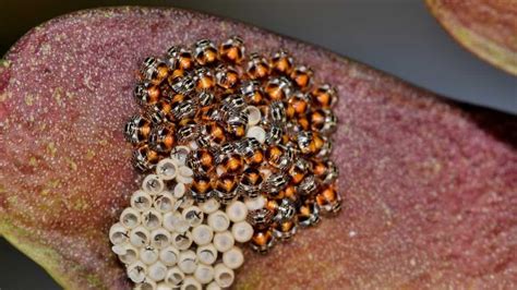 does igr work on carpet beetle eggs