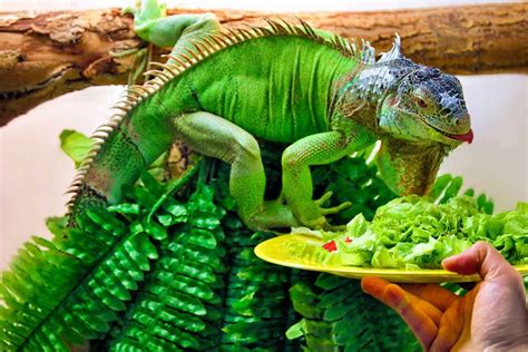 Does Iguana Eat Frogs