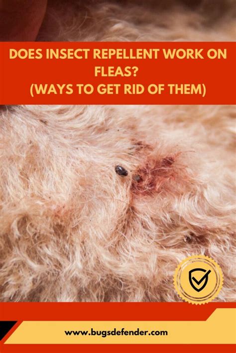 Does Insect Repellent Work on Fleas? The Ultimate Guide for Pest Control
