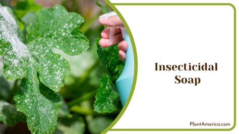 Does Insecticidal Soap Kill Fungus Gnats