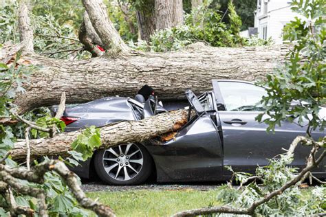 does insurance cover tree falling on car