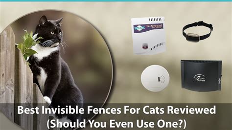 does invisible fence work for cats