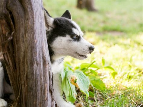does invisible fence work for huskies
