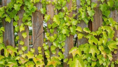 does ivy damage wooden fences