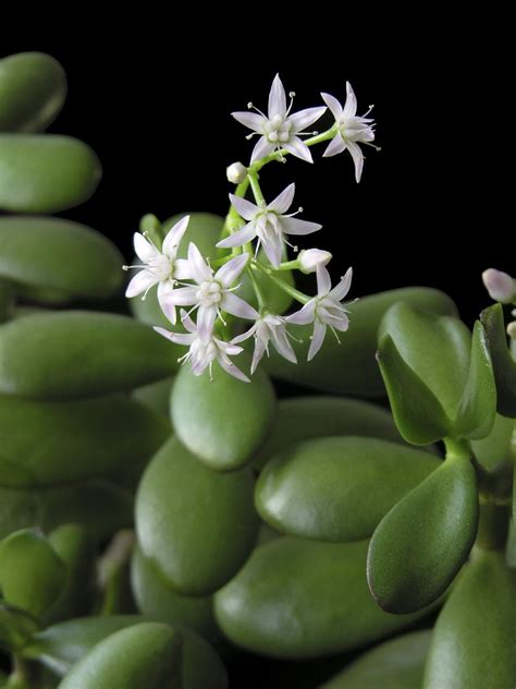 Does Jade Bloom